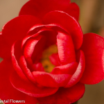 Chinese New Year Red Quince Branches | Oregon Coastal Flowers LLC Chinese New Year Red Quince Branches