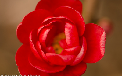 Double Flowering Red Quince