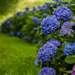 Fresh Hydrangea Wedding Flowers | Oregon Coastal Flowers LLC Fresh Hydrangea Wedding Flowers
