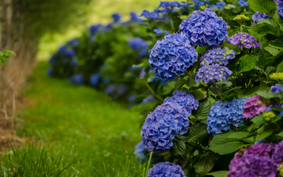 Blue Hydrangeas Wedding Flowers