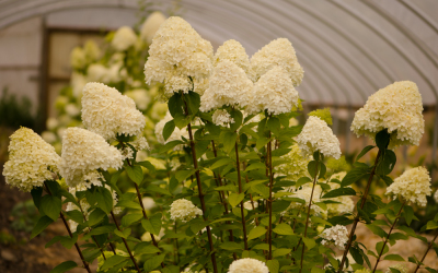 Ivory Cone Shaped Pee Gee Hydrangeas