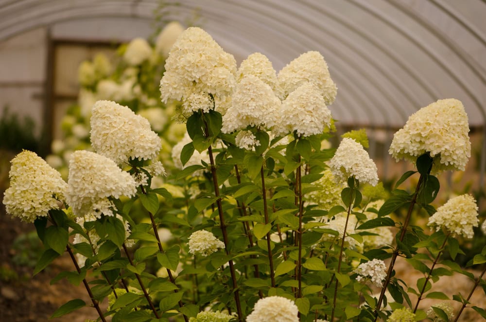 Ivory Cone Shaped Pee Gee Hydrangeas