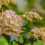 Pink Snowball Viburnum | Oregon Coastal Flowers LLC Pink Snowball Viburnum