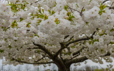 4.08.21 Double White Cherry for Weddings