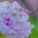 Double White Cherry Branches