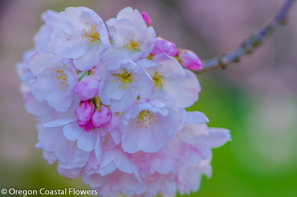 Double White Cherry Branches