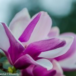 Lavender Magnolia Blooming Branches