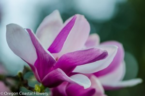 Blooming Tulip Magnolia Branches | Oregon Coastal Flowers LLC Lavender Magnolia Blooming Branches