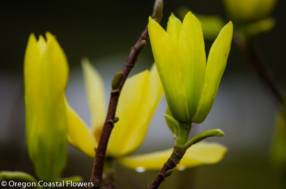 Yellow tulip magnolia in branches