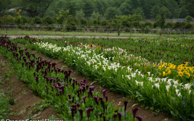 American Grown Mini Calla Lily Flowers