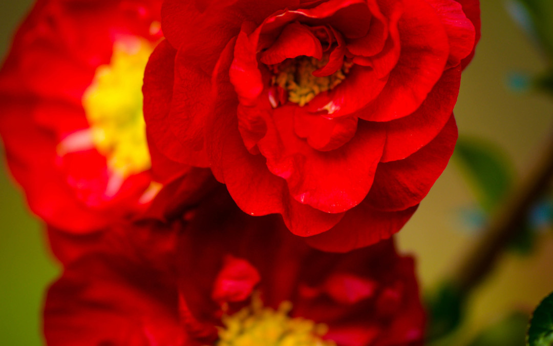 Chinese New Year Branches Wholesale | Double Quince & Forsythia