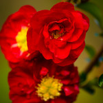 Double Red Flowering Quince Branches | Oregon Coastal Flowers LLC Salmon Quince Cut Branches