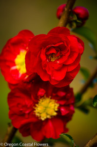 Double Red Flowering Quince Branches | Oregon Coastal Flowers LLC Salmon Quince Cut Branches