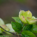 Flowering Dogwood | Oregon Coastal Flowers LLC Flowering Dogwood