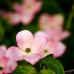 Flowering Dogwood Specialty Cut Flowers | Oregon Coastal Flowers LLC Flowering Dogwood Specialty Cut Flowers
