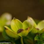 Green Blooming Dogwood Branches | Oregon Coastal Flowers LLC Green Blooming Dogwood Branches