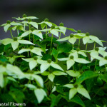 Green Flowering Dogwood Branches | Oregon Coastal Flowers LLC Green Flowering Dogwood Branches