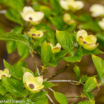 Green Flowering Dogwood Branches | Oregon Coastal Flowers LLC Green Flowering Dogwood Branches