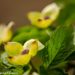 Green Flowering Dogwood Branches | Oregon Coastal Flowers LLC Green Flowering Dogwood Branches