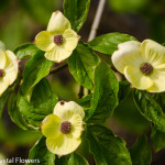 Green Flowering Dogwood Wedding Branches | Oregon Coastal Flowers LLC Green Flowering Dogwood Wedding Branches