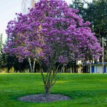Lavender and White Flowering Tulip Magnolia Branches