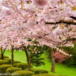Pink Blooming Cherry Branches