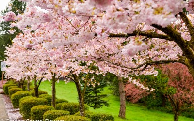 Pink Cherry Blossoms Flowering Branches 2.23.17