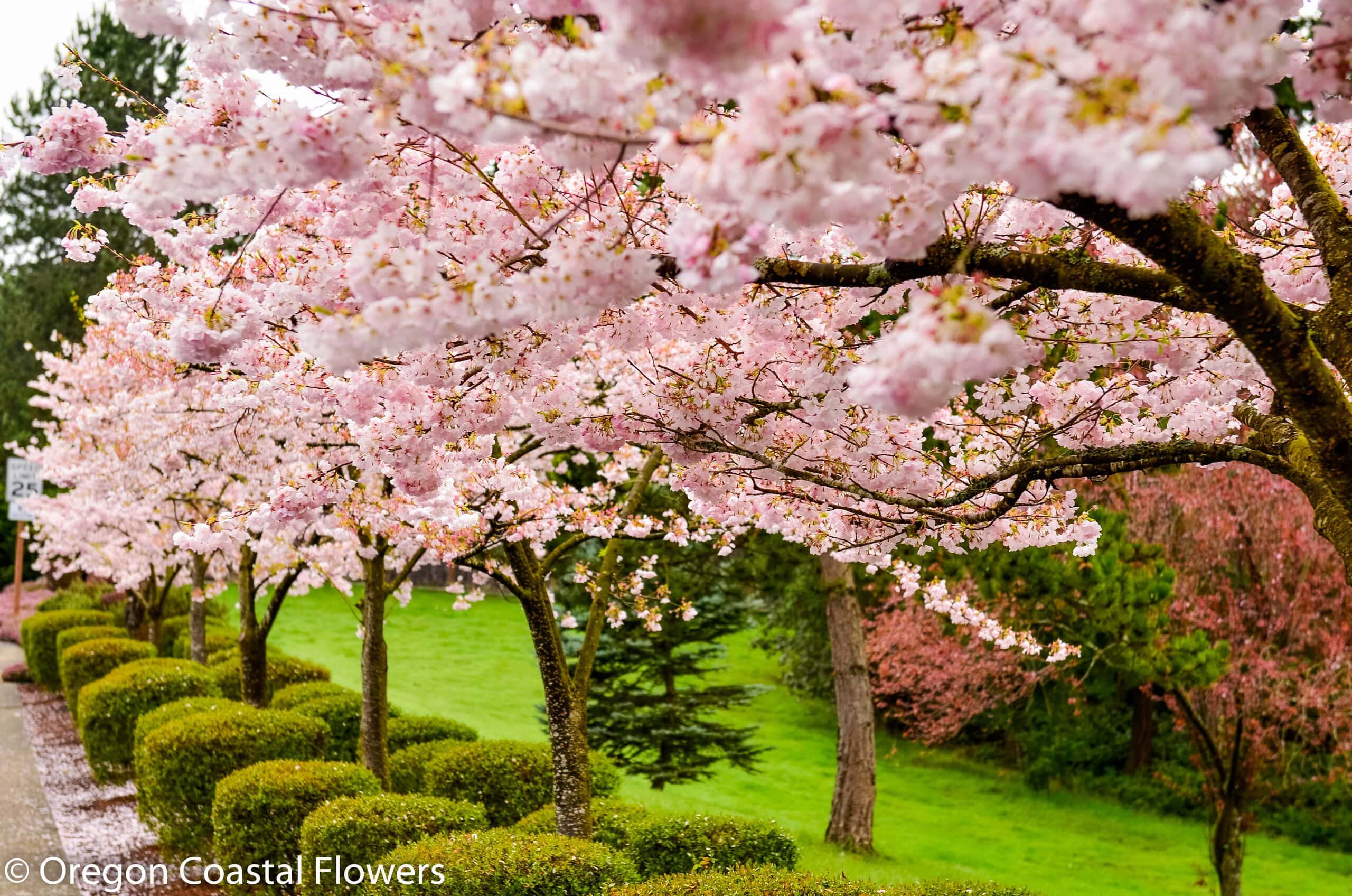 Pink Blooming Cherry Branches | Oregon Coastal Flowers LLC Pink Blooming Cherry Branches