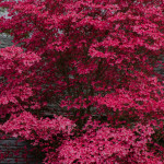 Pink Blooming Dogwood Branches | Oregon Coastal Flowers LLC Pink Blooming Dogwood Branches