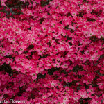 Pink Blooming Dogwood Branches | Oregon Coastal Flowers LLC Pink Blooming Dogwood Branches