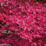 Pink Blooming Dogwood Branches | Oregon Coastal Flowers LLC Pink Blooming Dogwood Branches