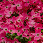 Pink Blooming Dogwood Branches | Oregon Coastal Flowers LLC Pink Blooming Dogwood Branches