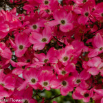 Pink Blooming Dogwood Branches | Oregon Coastal Flowers LLC Pink Blooming Dogwood Branches