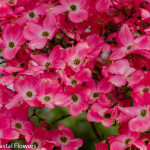 Pink Flowering Dogwood Branches | Oregon Coastal Flowers LLC Pink Flowering Dogwood Branches