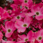 Pink Flowering Dogwood Branches | Oregon Coastal Flowers LLC Pink Flowering Dogwood Branches