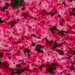 Pink Flowering Dogwood Branches | Oregon Coastal Flowers LLC Pink Flowering Dogwood Branches