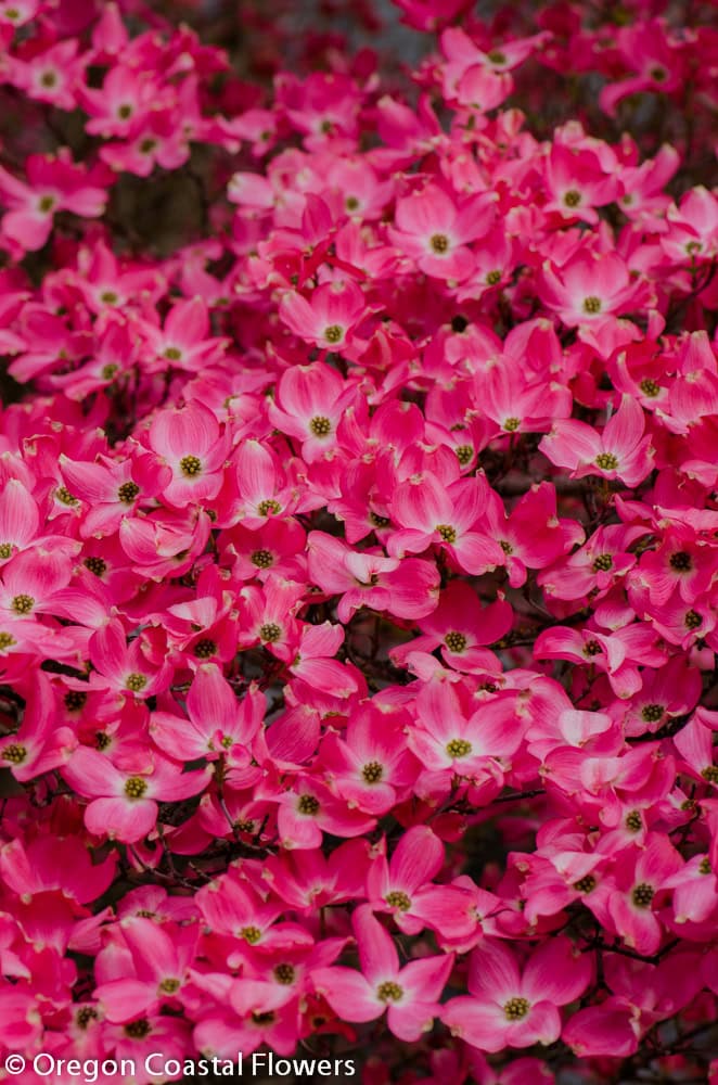 Pink flowering dogwood open