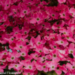 Pink Flowering Dogwood Branches | Oregon Coastal Flowers LLC Pink Flowering Dogwood Branches