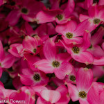 Pink Flowering Dogwood Branches | Oregon Coastal Flowers LLC Pink Flowering Dogwood Branches