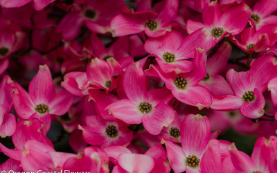 Spring Flowering Dogwood Branches
