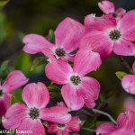 Pink Flowering Dogwood Branches | Oregon Coastal Flowers LLC Pink Flowering Dogwood Branches