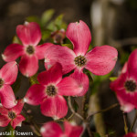 Seasonal Pink Blooming Pink Dogwood Branches | Oregon Coastal Flowers LLC Seasonal Pink Blooming Pink Dogwood Branches