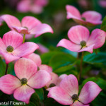 Specialty Cut Pink Blooming Dogwood Branches | Oregon Coastal Flowers LLC Specialty Cut Pink Blooming Dogwood Branches