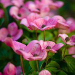 Specialty Cut Pink Flowering Dogwood | Oregon Coastal Flowers LLC Specialty Cut Pink Flowering Dogwood