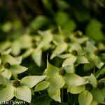 Specialty Cut White Blooming Dogwood Branches | Oregon Coastal Flowers LLC Specialty Cut White Blooming Dogwood Branches