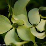 Spring Blooming Green Flowering Dogwood Branches | Oregon Coastal Flowers LLC Spring Blooming Green Flowering Dogwood Branches