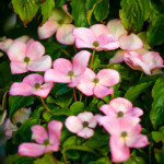 Spring Blooming Pink Flowering Dogwood Branches | Oregon Coastal Flowers LLC Spring Blooming Pink Flowering Dogwood Branches
