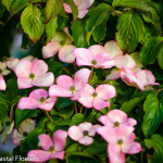 Spring Blooming Pink Flowering Dogwood Branches | Oregon Coastal Flowers LLC Spring Blooming Pink Flowering Dogwood Branches