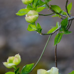 Spring Flowering Dogwood Branches | Oregon Coastal Flowers LLC Spring Flowering Dogwood Branches