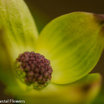 Spring Wedding Green Flowering Dogwood Branches | Oregon Coastal Flowers LLC Spring Wedding Green Flowering Dogwood Branches